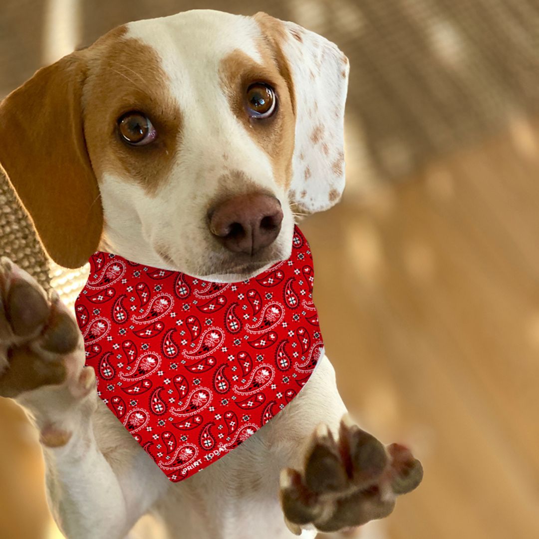Bandana para perro paisley rojo - Imagen 2