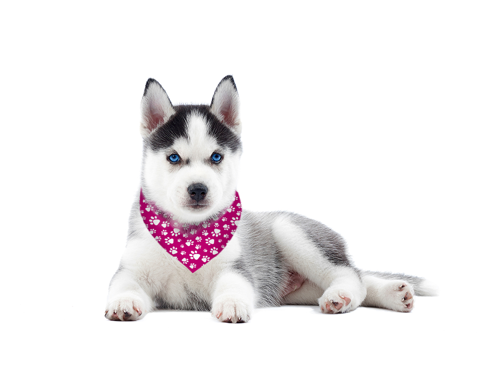Bandana para perro Huellas Fuxia - Imagen 2