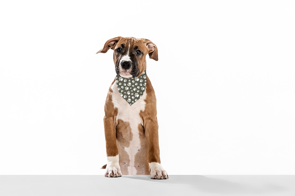 Bandana para perro Huellas Caqui - Imagen 2