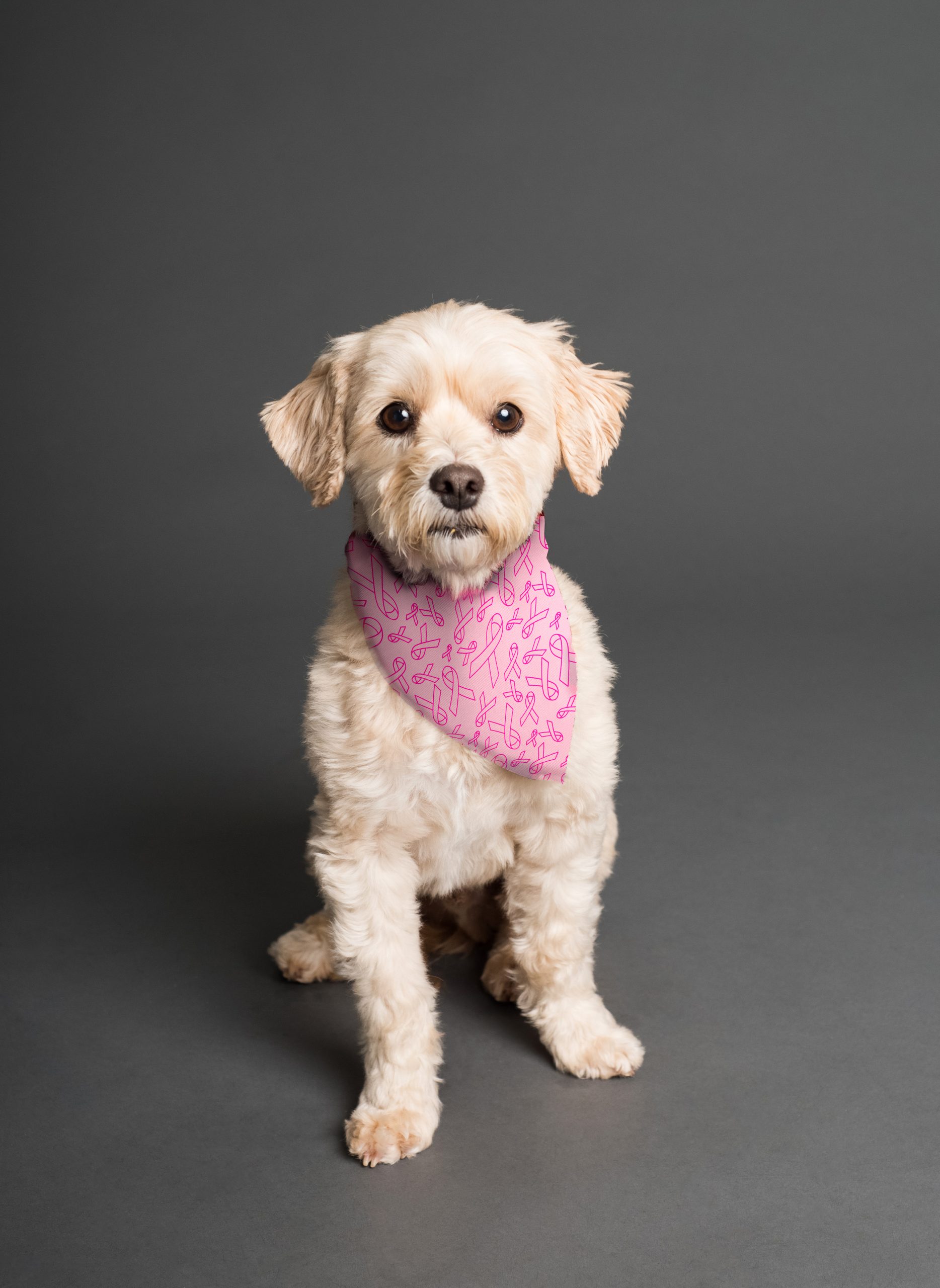 Bandana Solidaria para Perros - Lazo Rosa - Imagen 2